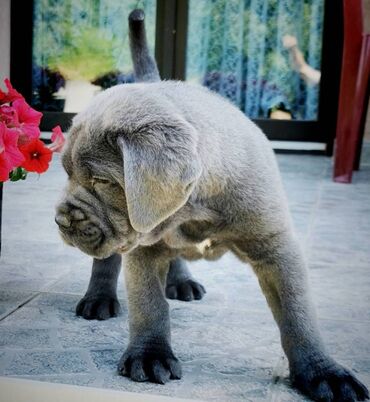 Psi: Ako tražite vernog člana porodice, obratite se nama i postanite — 2