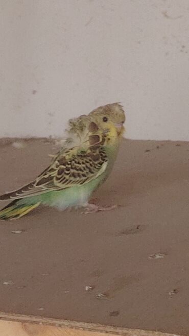 хаски щенки цена бишкек: Salam erkey di 3 aylıq quşdu öz quşlarımın balasıdı Tam sağlam quşdu