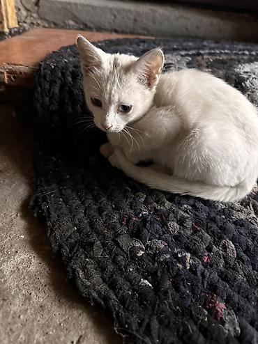 Животные: Котенок 2 месяца к лотку приучен глаза разного цвета — 1