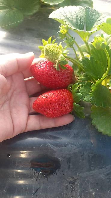 Теплицы: Тепличный комплекс каркасного типа - Арочные теплицы на металлическом — 17