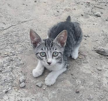 Отдам котят даром в добрые руки. Котята от уличной кошки, принесла их at lalafo.kg Отдам котят даром в добрые руки. Котята от уличной кошки, принесла их