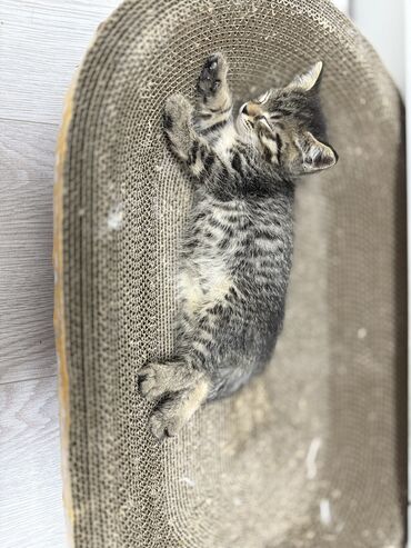 сколько стоит сфинкс кошка: 2 месяца, Девочка, Приучена к лотку
