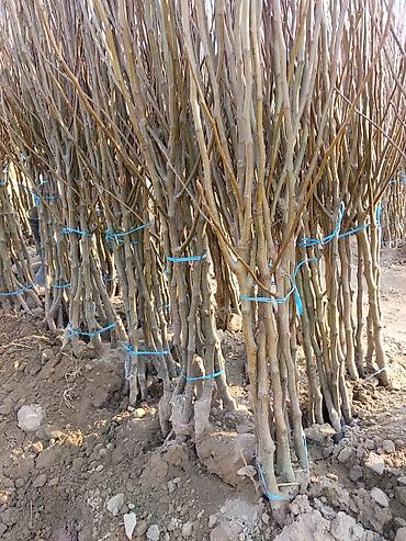 Малина: Малина — 9