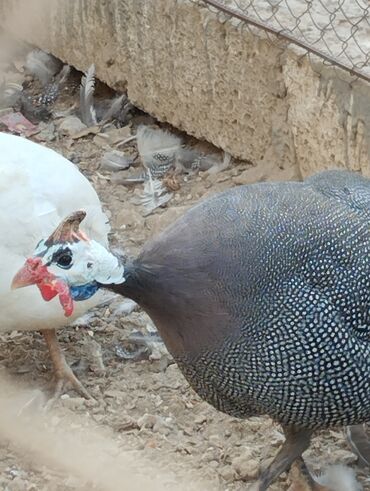 anqut quşu: Hind quşu 1 ədəd 20 manat