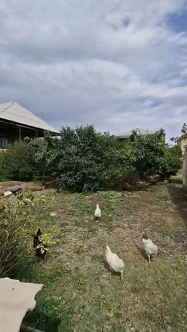 Həyət evləri və villaların satışı: 4 otaqlı, 1000 kv. m, Kredit yoxdur, Orta təmir — 2