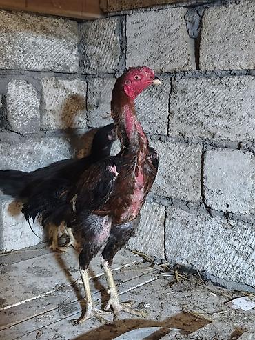 rotwe: Heyratı xoruz. Təmiz cins saglam,cavan heyvandi. 4 ədəd lal ordekləde — 2