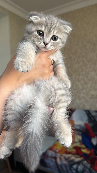 Pişiklər: Şotland — 1