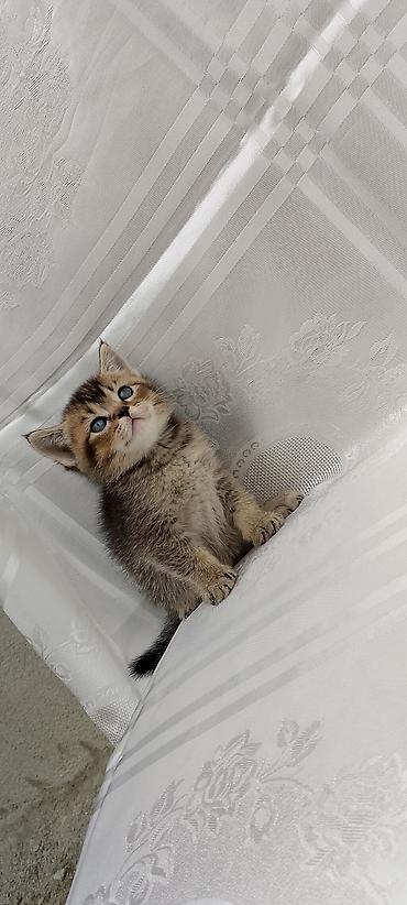 Pişiklər: Şotland — 9