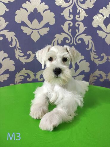 Psi: Odgajivačnica KARDIA SKILOS Kennel ima na prodaju prelepe štence belog na lalafo.rs — 9 Psi: Odgajivačnica KARDIA SKILOS Kennel ima na prodaju prelepe štence belog — 9