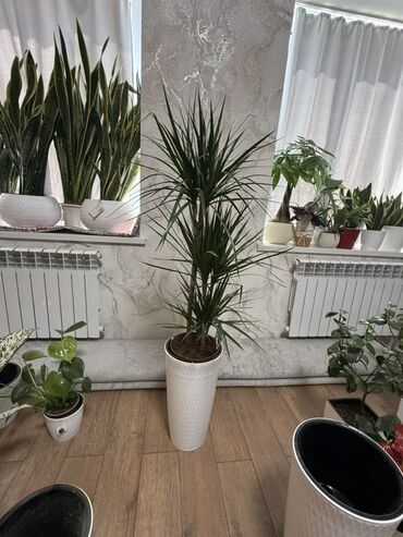 листов: Драцена в белом горшке с рельефным узором. Это неприхотливое растение
