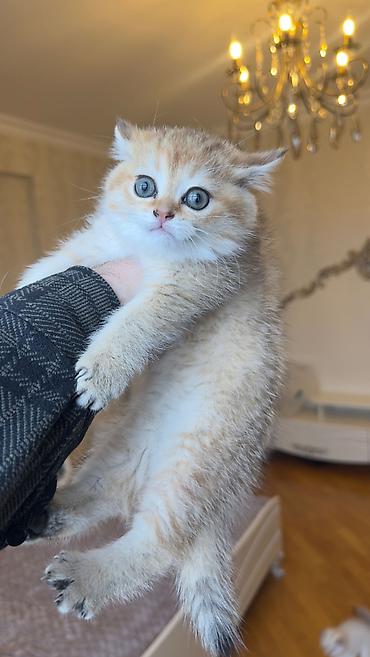 Кошки: Шиншилла, Самка, В добрые руки — 1