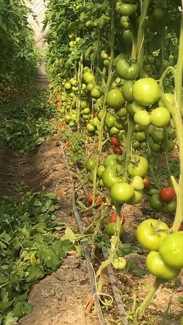 Другой готовый бизнес: Готовый бизнес. Теплица — 9