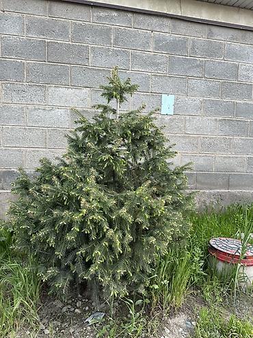 Ель: Ель (вероятно, канадская/серая, Picea glauca), компактная — 4