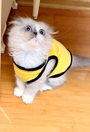 Pişiklər: Britan — 10