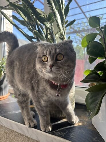 pulsuz itlerin verilmesi: Шотладская вислоухая, Самка