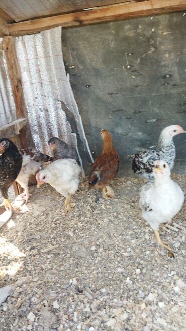 Xoruzlar: Xoruz, Brama, il: 1, Ünvandan götürmə, Ödənişli çatdırılma — 14