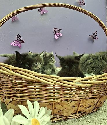 черный мейн кун: Мейн-кун, 2 месяца, Мальчик, Серый, Приучена к лотку — 8
