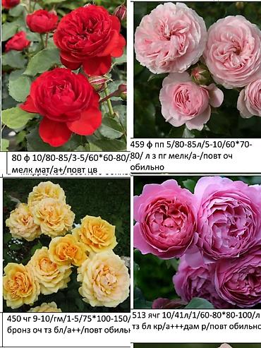 Роза: Саженцы — 11