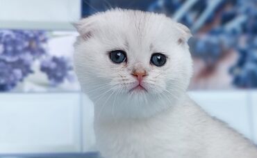 показы 1 354 72 договорная кошка даром британская короткошёрстная 1 год мальчик метис 2 позвонить написать: Скотиш Фолд (Шотландиялык шалпаң кулак), 2 айлык, Ургаачы, Күмүш өңдүү шиншилла, Лотокко барууга үйрөтүлгөн, Курттардан тазаланган, Эмделген