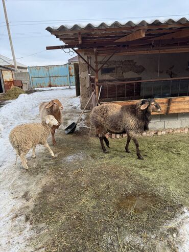 Баран, овца: Продаю | Овца (самка) | Полукровка | Для разведения | Племенные — 6