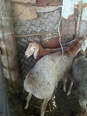карова швит: Продаю | Овца (самка) | На забой | Матка — 4