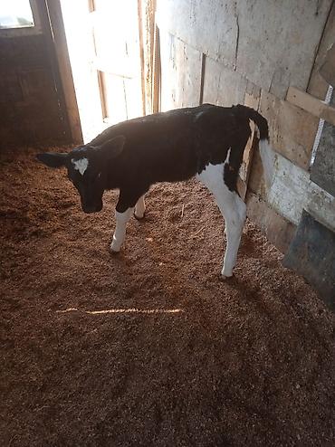 Dana, buzov: Dana, buzov, Dişi, ay: 1, Damazlıq, Ünvandan götürmə — 7