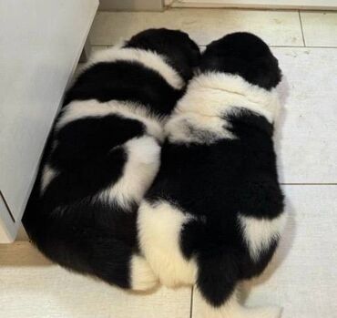 Psi: Američka akita štenci, muško i žensko štene, stari mesec dana — 10