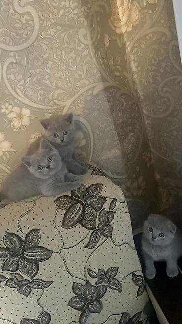 британская кошка купить: Британские короткошёрстные котята цвета блю (серо-голубой). - Помёт — 3
