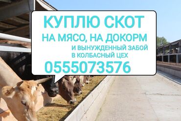 ink tec в Кыргызстан | ПРИНТЕРЫ: Куплю | Коровы, быки, Лошади, кони, Другие с/х животные | Круглосуточно, Любое состояние, Забитый