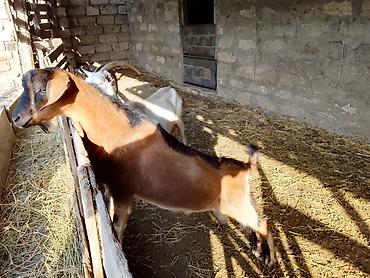 heleb keçileri: Tam sağlam alpin cinsi cəpisdir — 1