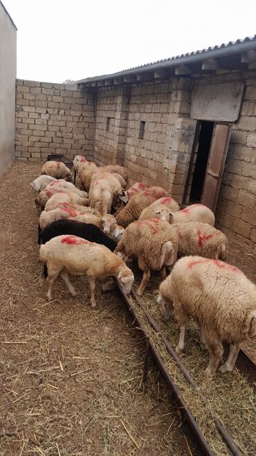 Qoyunlar, qoçlar: Erkək, il: 7, 55 kq, Ətlik, Ünvandan götürmə — 9