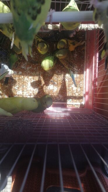 Tutuquşları: Bala Valnisti 9azn Boş qəfəs 9azn 1 bala quş +Qəfəs +Suqabı+Yemqabı — 3