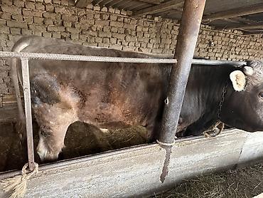 Коровы, быки: Продаю | Бык (самец) | На откорм | Племенные — 1