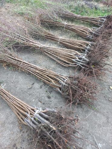 Tinglər: Məhsul: ting və kol bitkiləri (gül və meyvə ağacı tingləri) - Gül -da lalafo.az — 9 Tinglər: Məhsul: ting və kol bitkiləri (gül və meyvə ağacı tingləri) - Gül — 9