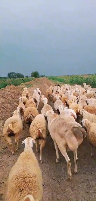 Digər heyvanlar: QAPI. QOYUNU. 150. BAŞ. SATILIR. 1, 2, 3, QARIN. QİYMƏT
