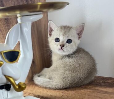 персидская кошка: Скотиш Страйт (Шотландская прямоухая), 1 месяц, Девочка