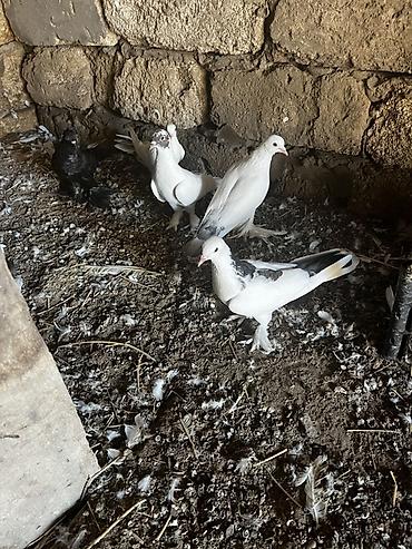 goyərcin şəkli: Lələkli nişanlı quşlardı cütlərdə var içində — 2