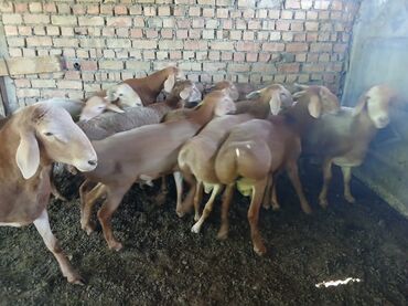кой козуга алмашам: Кочкорлор сатылат, 1 жаш, 2 жаш кочкорлор. Линия носорог жана шарпей
