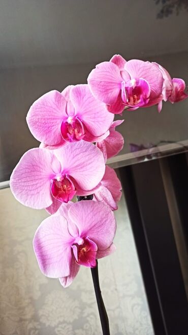 теплица цветы бишкек: Орхидея. взрослое растение, с отличной корневой и листовой системой