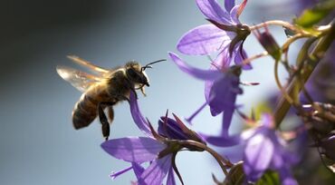Другие животные: Ош. Продаю пчёл на высадку (пчелопакеты). Пчёлы пролеченные