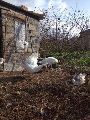 Tovuz quşları: Salam aleykum. Satışda bir cüt ağ tovuzquşu var. 6 ayliqdirlar. cütü — 6