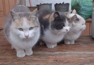 метис персидской кошки: Кошки молодые ловят мышей и крыс