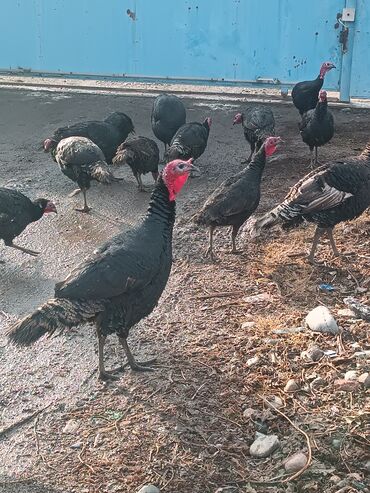 Индюки: Продаю | Индюшка (самка) | Черный принц | Для разведения | Племенные — 3