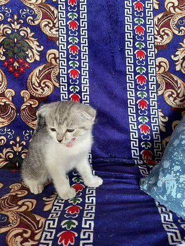 скотский рынок: Котята шотландские вислоухие и прямоухие, домашнего выращивания. - — 10