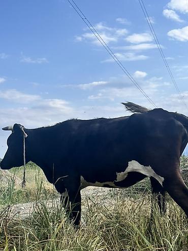 bakida cins ineklerin satisi: Dişi, il: 2, 200 kq, Südlük — 1