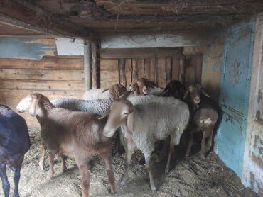 продаю животных: Сатам | Ургаачы кой (ургаачы) | Аргын | Союуга, Көбөйтүү үчүн | Ургаачы
