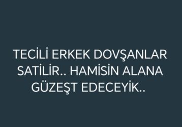 животные отдам в добрые руки: Tecili Erkek dovsanlar satilir