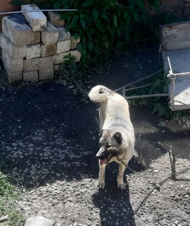 вольер для хаски: 1 il, Dişi, Ünvandan götürmə