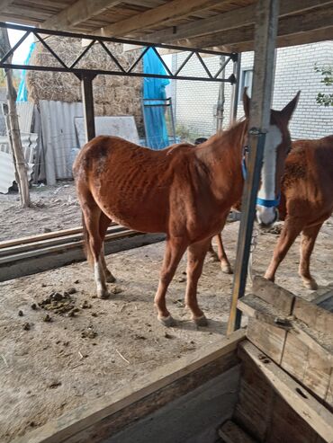 продажа кукурузы в початках: Продаю | Кобыла (самка) | Для разведения