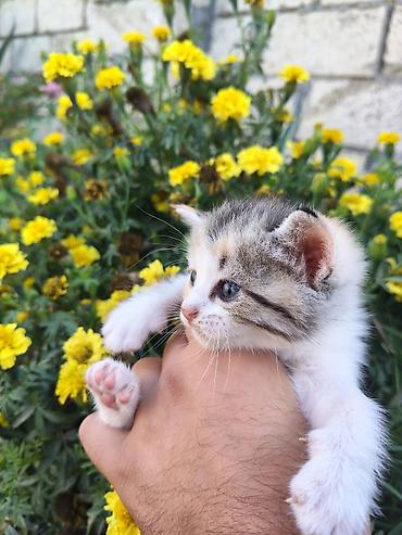 dovşan haqqında məlumat: Şinşilla, Yaxşı əllərə, Ödənişli çatdırılma — 1